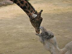 149 BIO PARC DE DOUE LA FONTAINE 1- 2016_000047